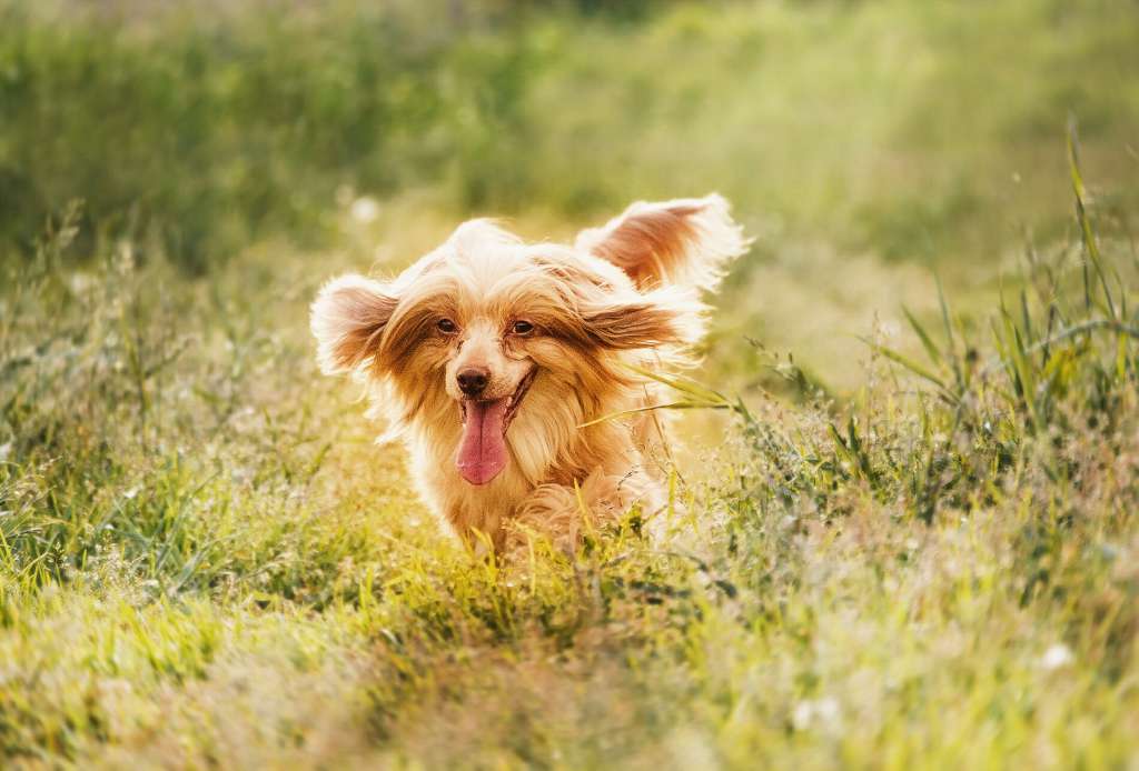 Star Show Bon Ami Amberli