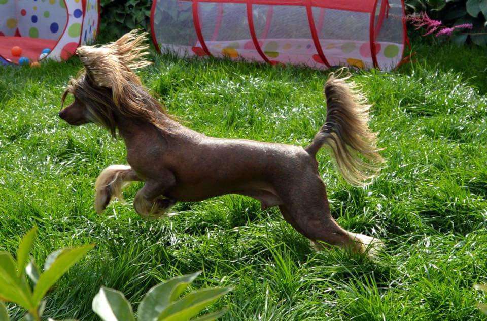 Gran Amigo Deming Arman