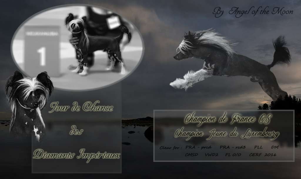 Jour de Chance des Diamants Impériaux