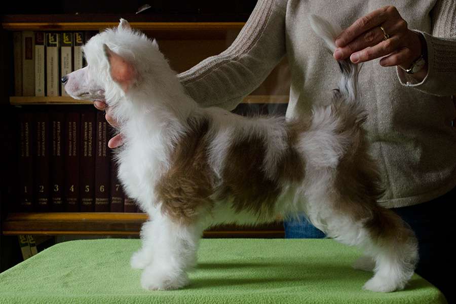 Kranar Mandarina Duck