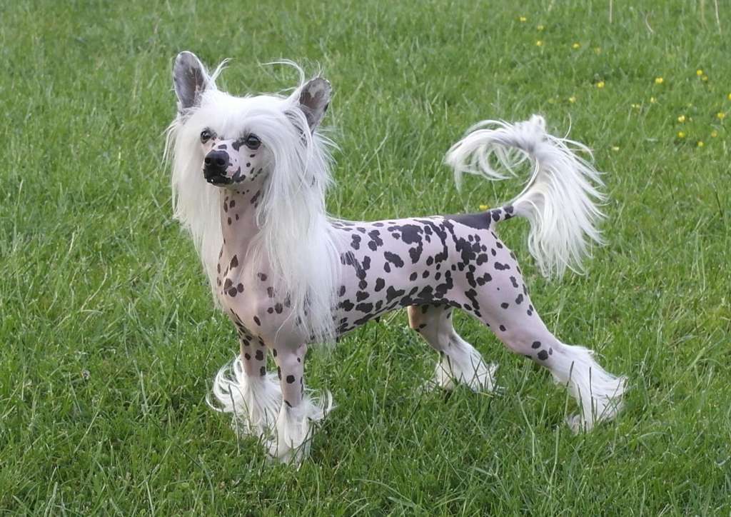 Kranar Mezzo Soprano