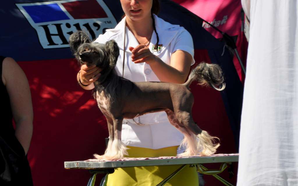 Neddies Dancing Queen