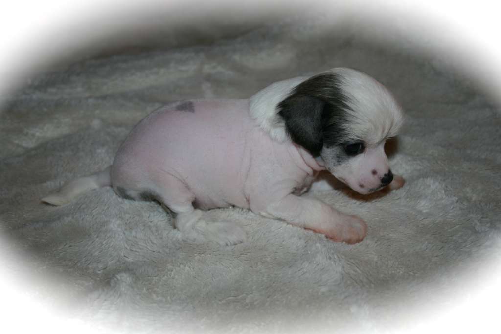 Iris Isifiona Avrina