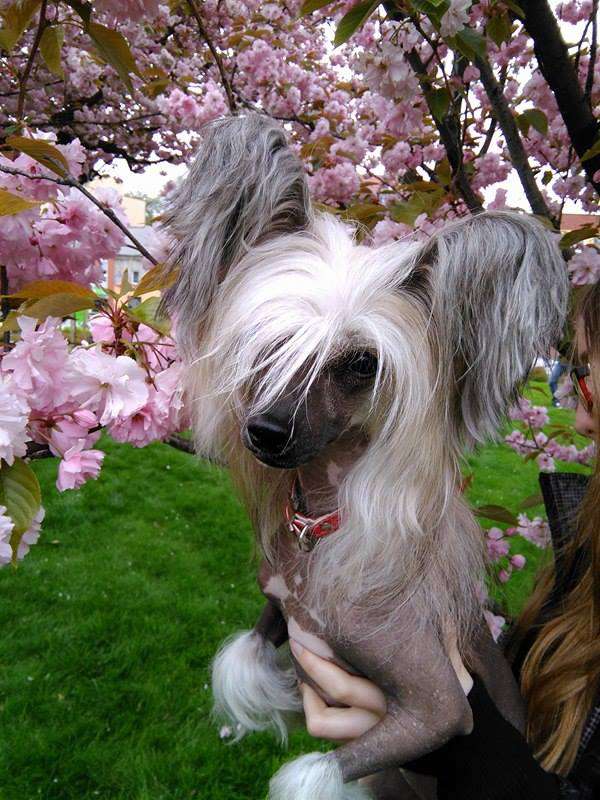 REGGAE z Lowickiego Ksiestwa