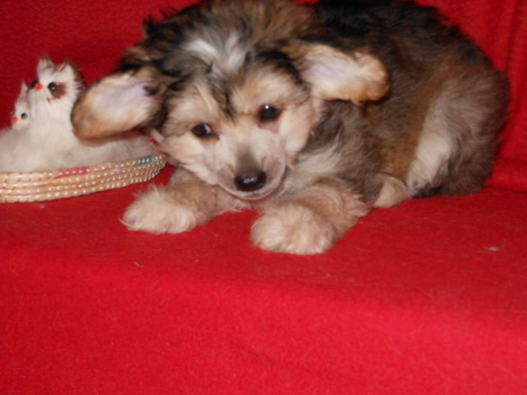 Gran Amigo Volmir Vulfi