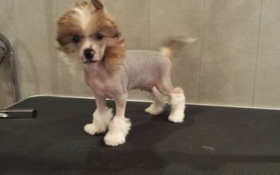 Idalgo des Picholines