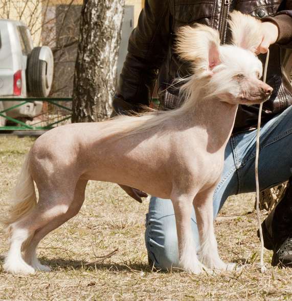 Gran Amigo Vanilnaya Luna