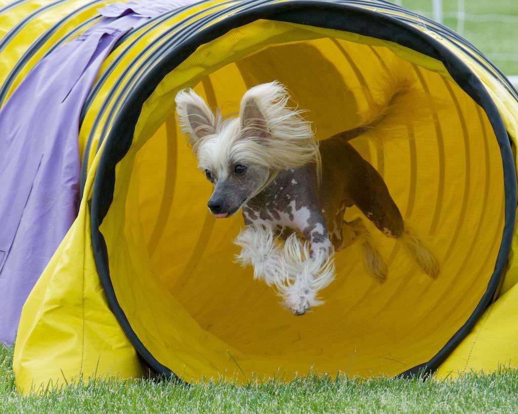 Deja Vu One Hot Habanero