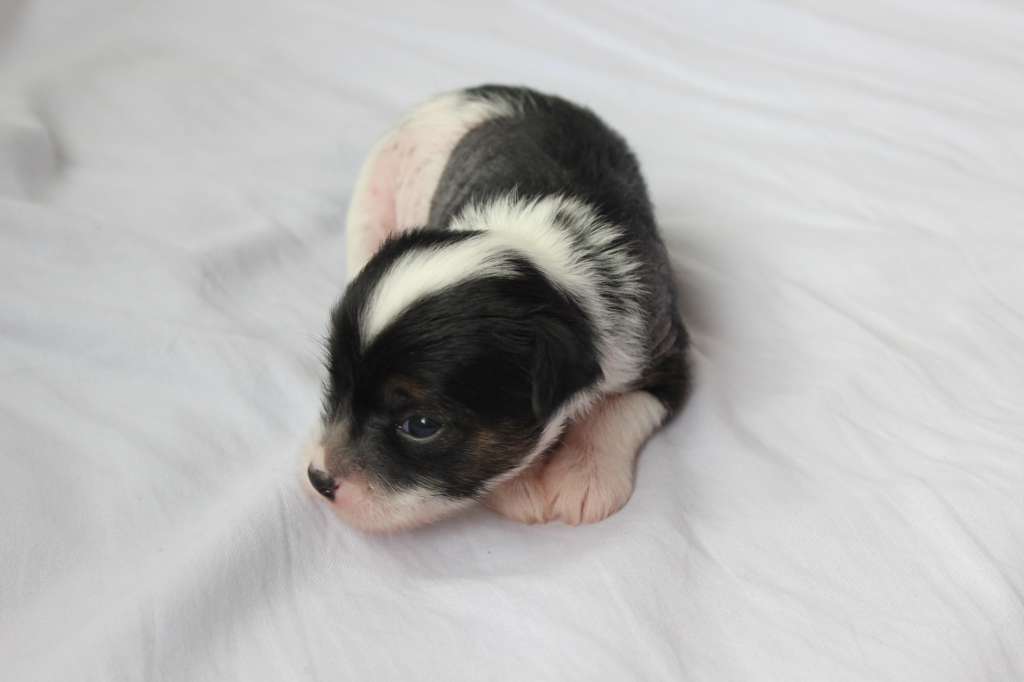 Pequin Mirrage Faith