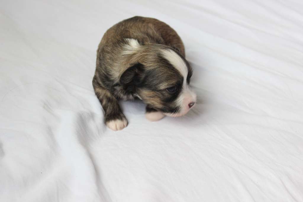 Pequin Mirrage Fenix