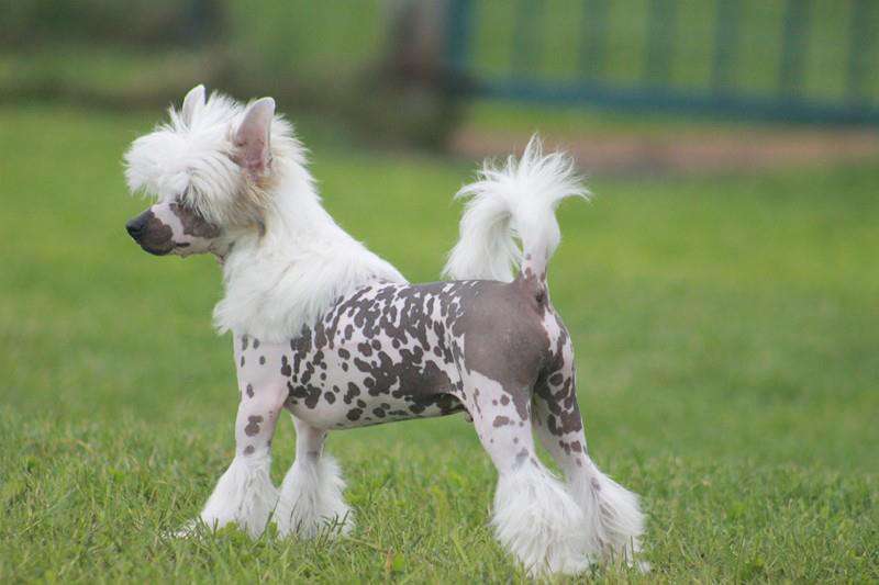 Ice Cube Of Pastime Paradise