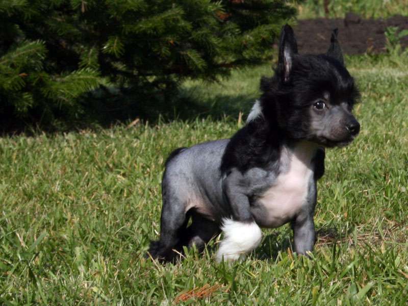 Sky Miracle Oriental Night