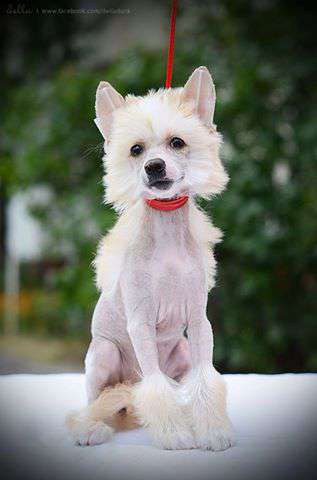 Aurora Morning Flower