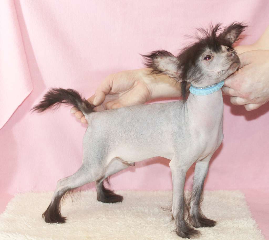 Vernisazh Mari Jeeves