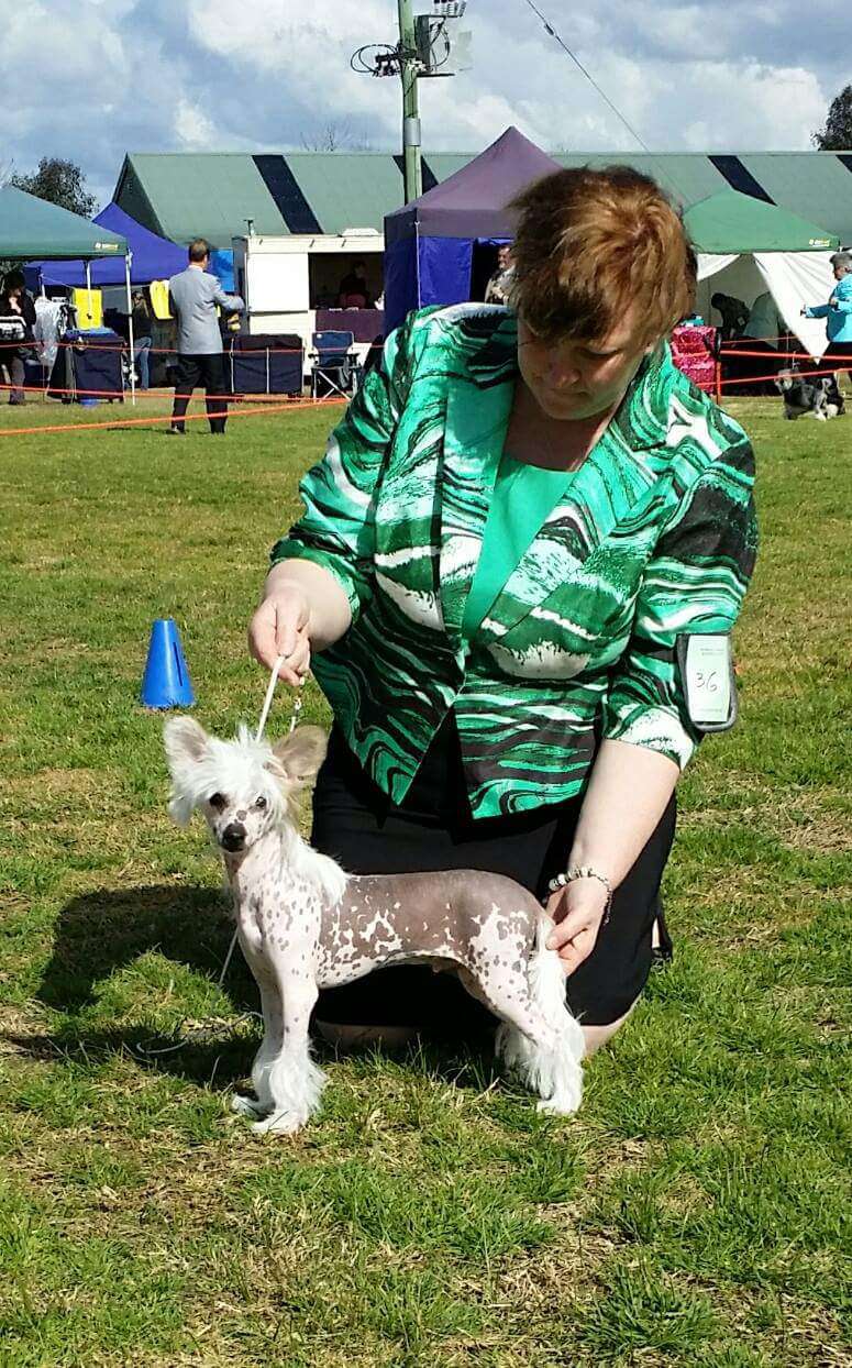 Aust & NZ Ch Entourage Eternal Echo