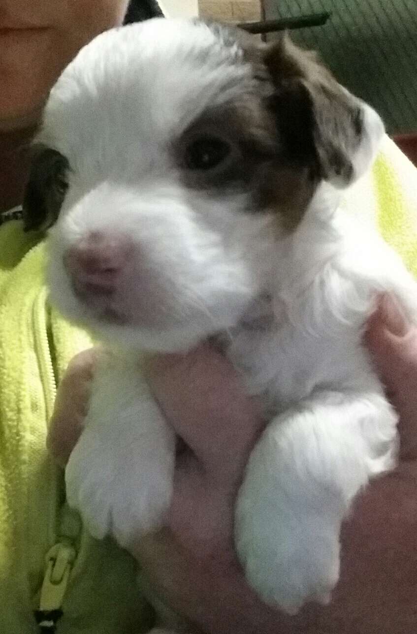 Entourage Waldo Wagtail