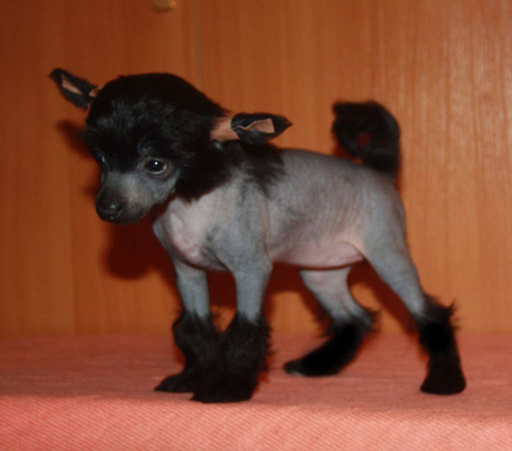 Charuyuschiy Soblazn Yulika Placer Pearls