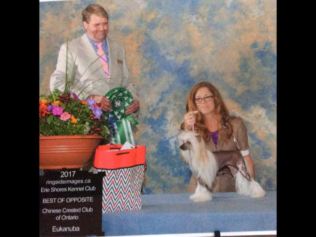 Colliwood's Go For The Gold & Beyond