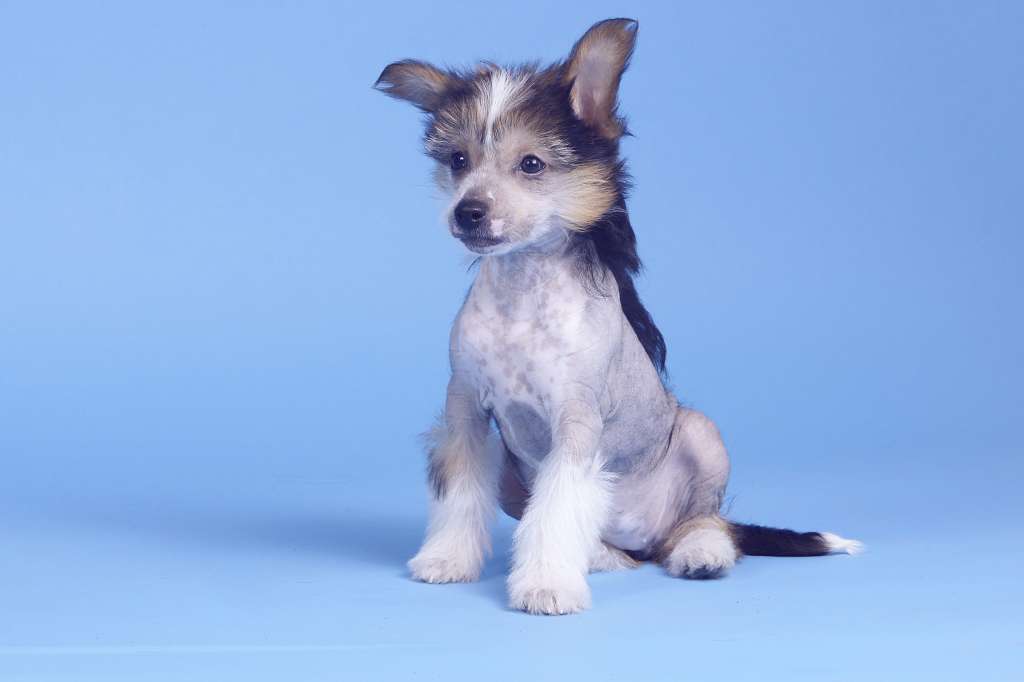 Barishnya pearlmotrovaya Kika