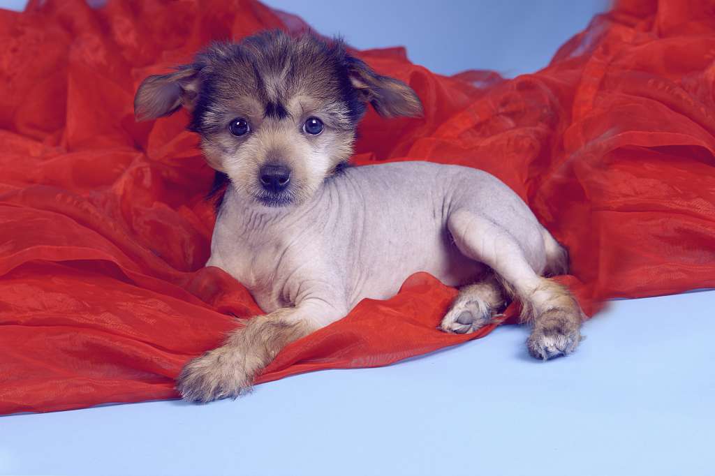 Baronessa zolotye Cityhi