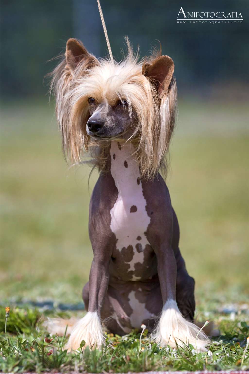 Igielka Super Ciapki