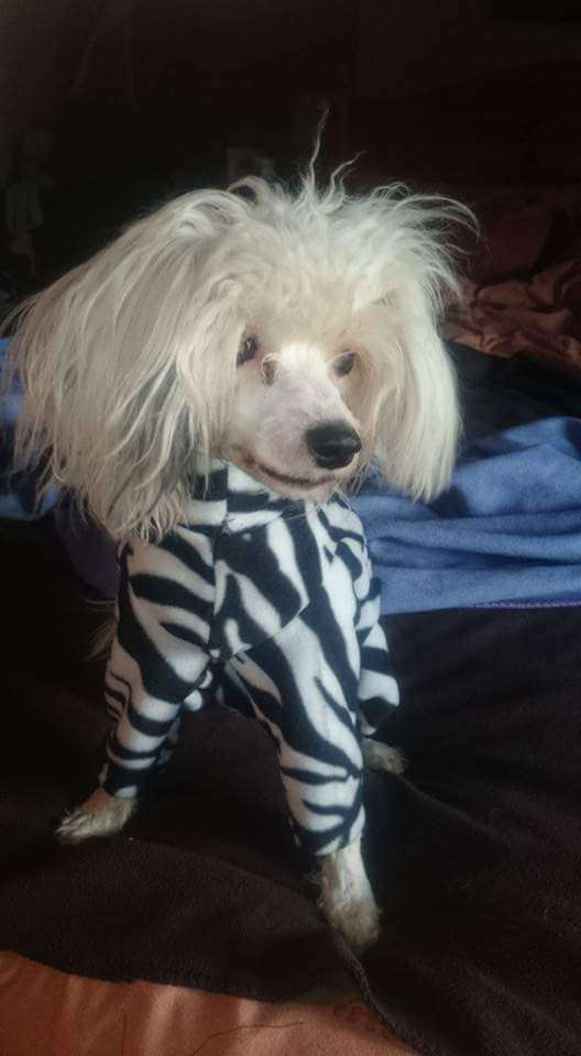 Ynchreenoo Maghouin Bane