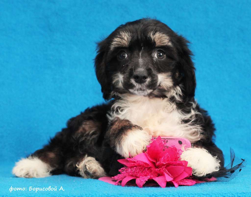 Lux Star Zarina Tilidze