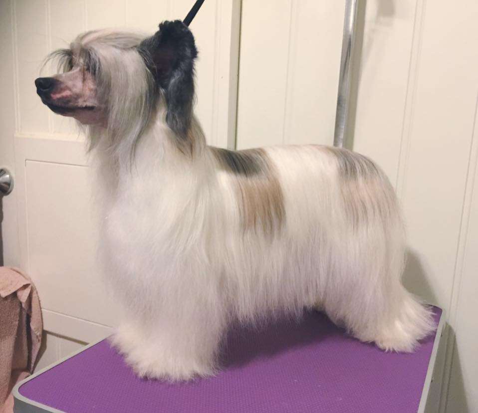 Girls Girls Adored By All