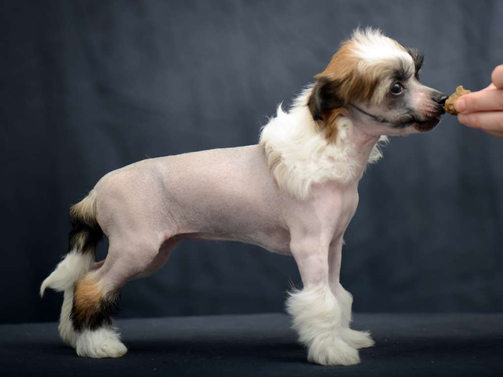 Girls Girls Alice In Wonderland