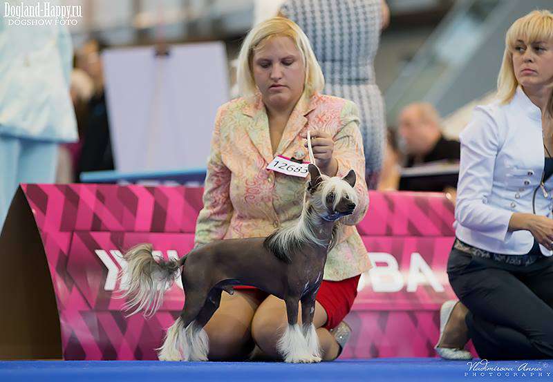 Frodo Novozamocka Hviezda