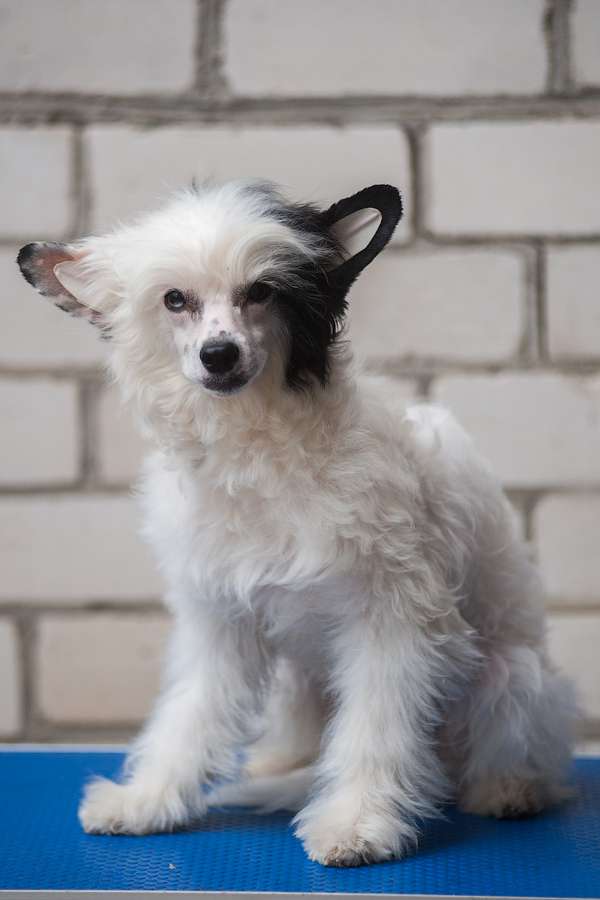 Persei iz Sozvezdiya Khana