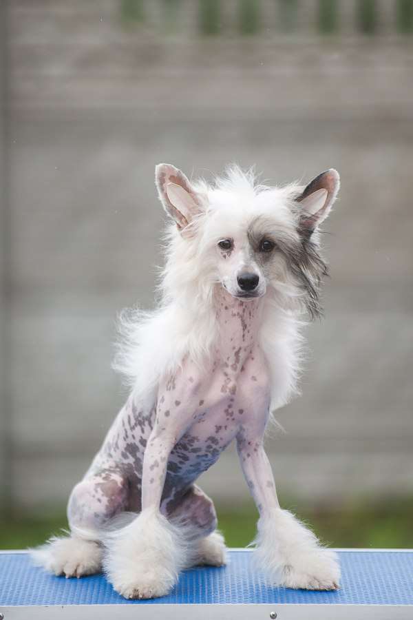 Pandora iz Sozvezdiya Khana