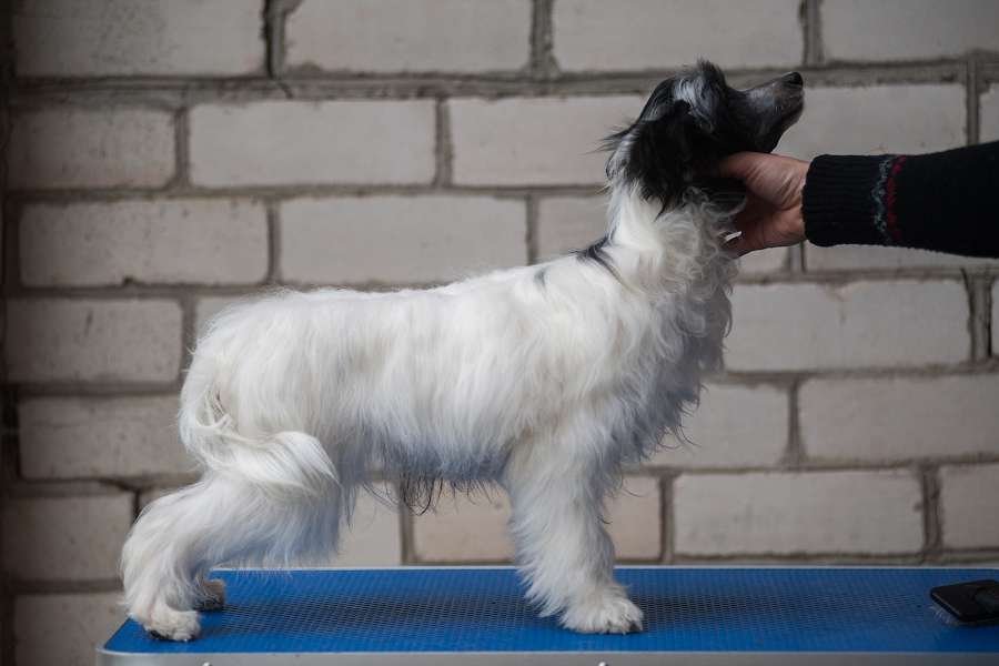 Patricia iz Sozvezdiya Khana