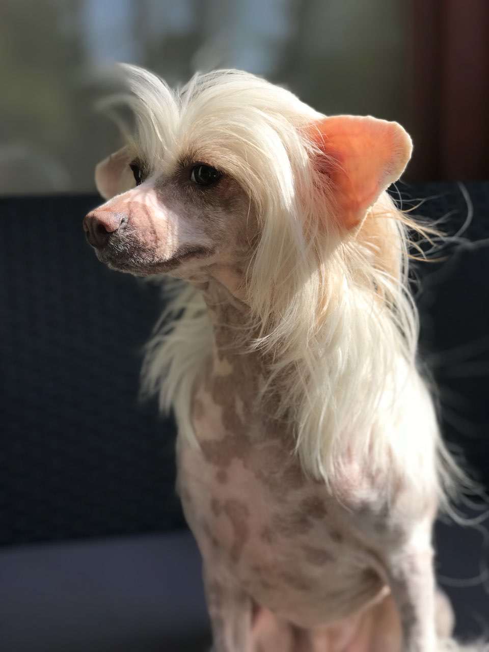 Manta Exotic World FCI