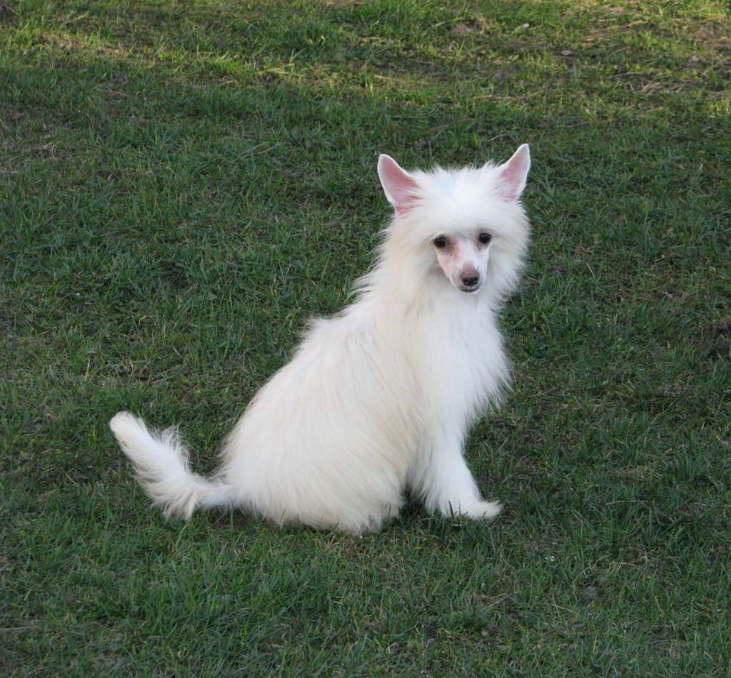 Madera Exotic World FCI