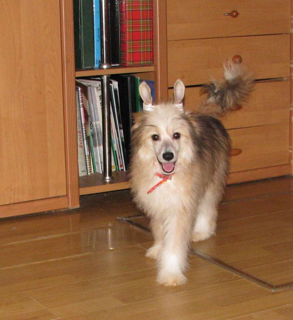 Moris Exotic World FCI