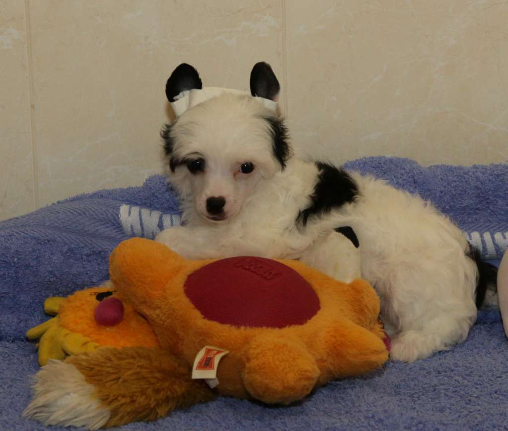 Premier Mari Gloriya