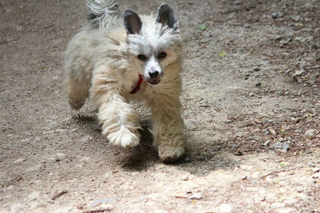 Felici Amici Bandito