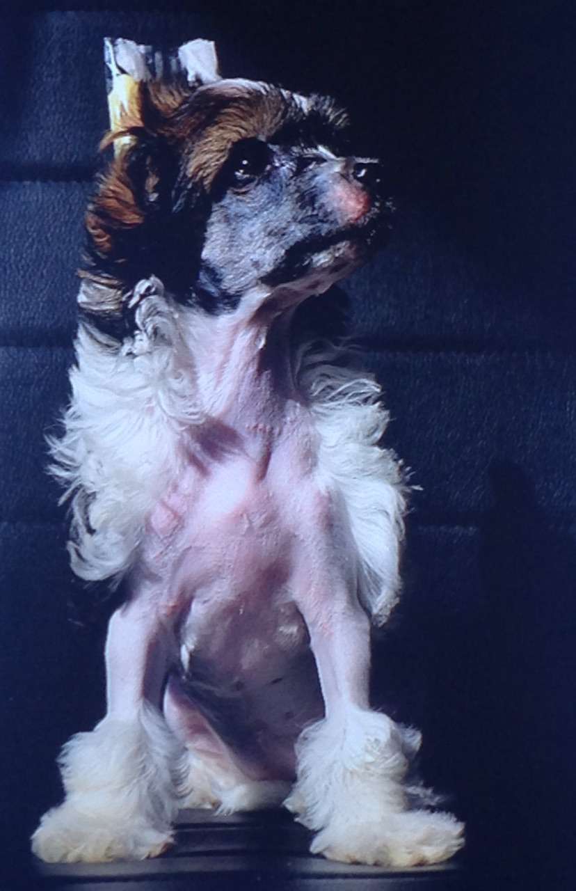 Loewe de Perla y Diamante