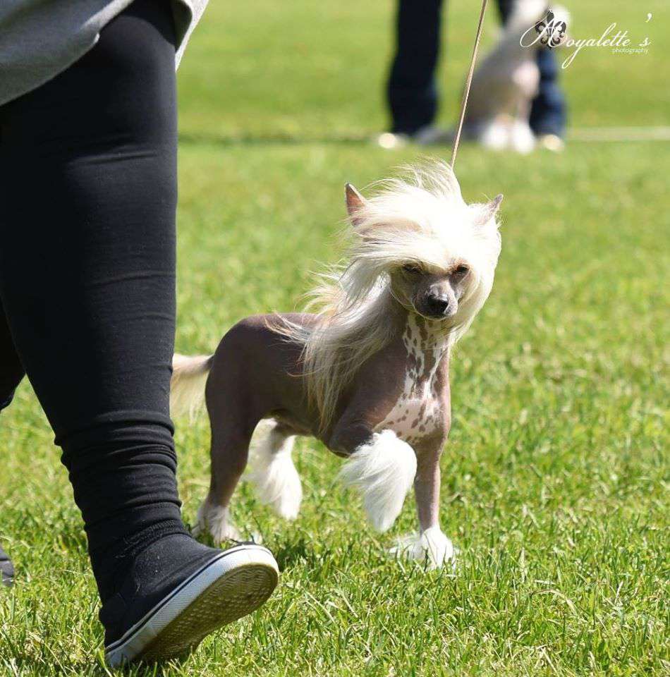 Tapi-Tapi Unelma Säleikkö