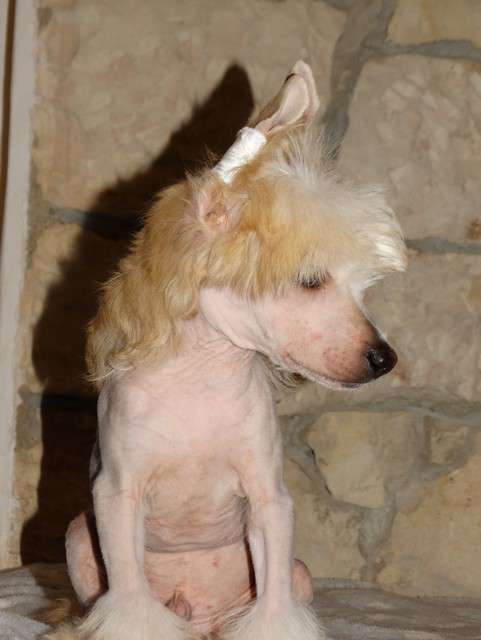 Forseti's Hoshi No Senshi