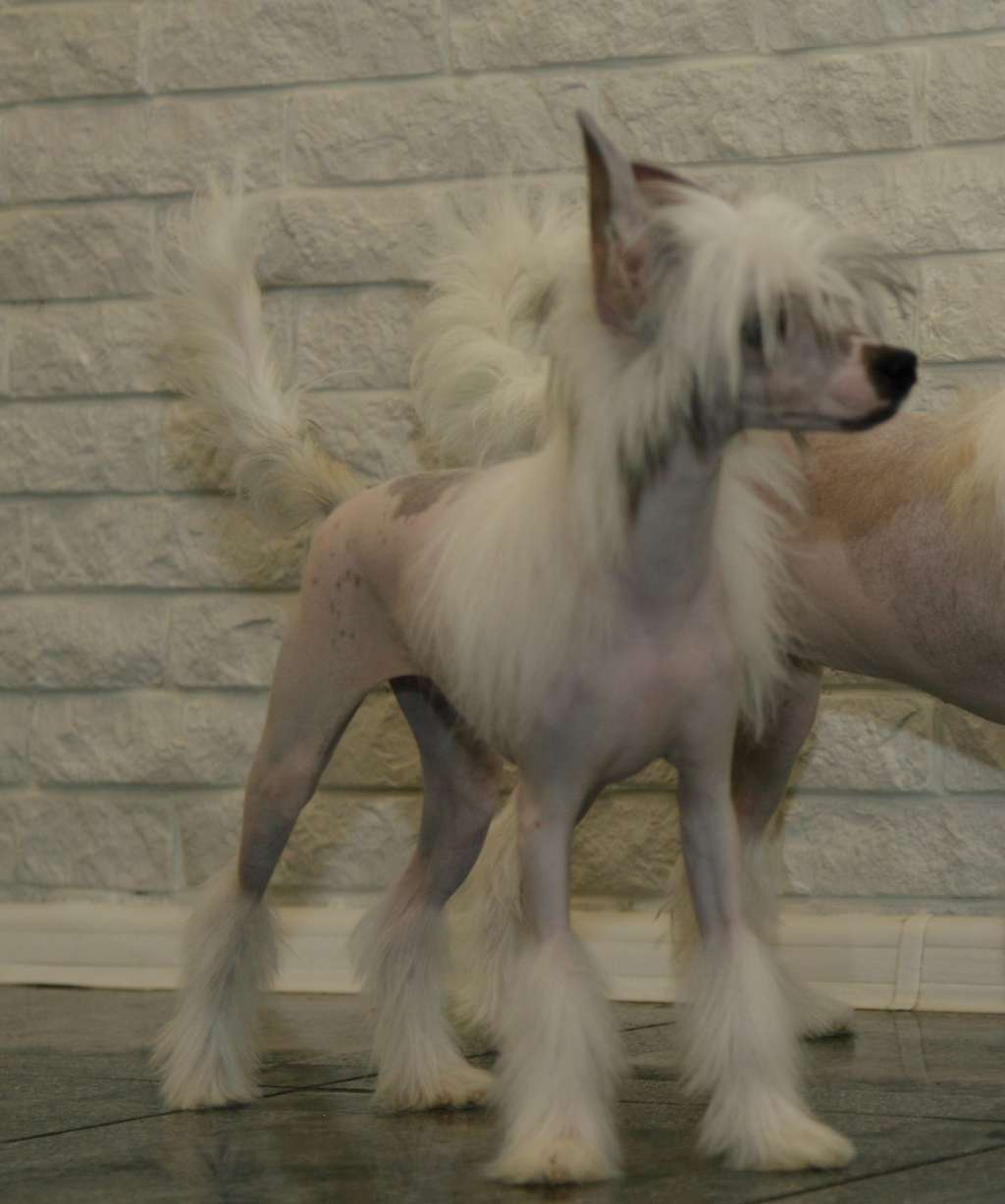 Premier Mari Dolce Vita