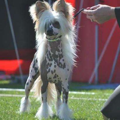 Bezczelny Uwodziciel Pretensja