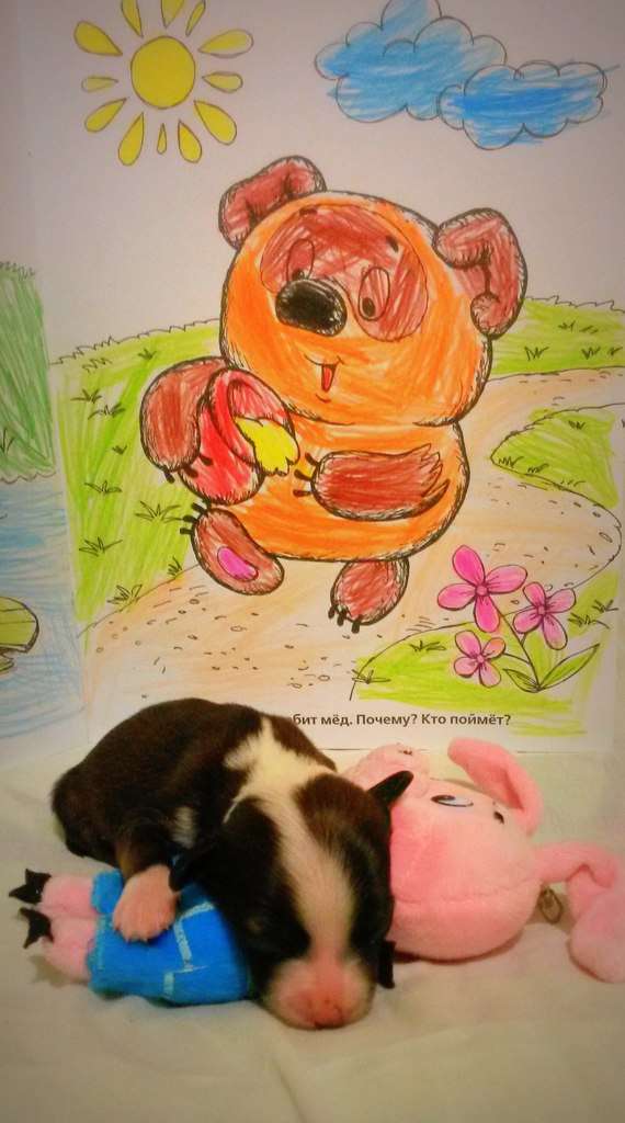 Ognenny Lotos Vinni-Pyh