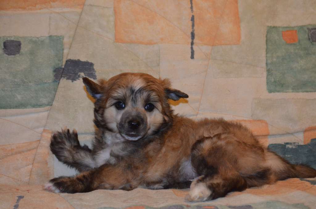 Ognenny Lotos Dastin Xoffman