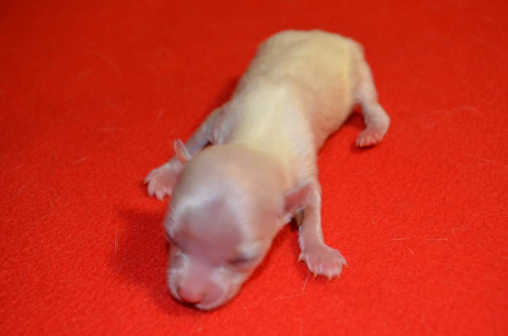 Ognenny Lotos Dgek Vorobei