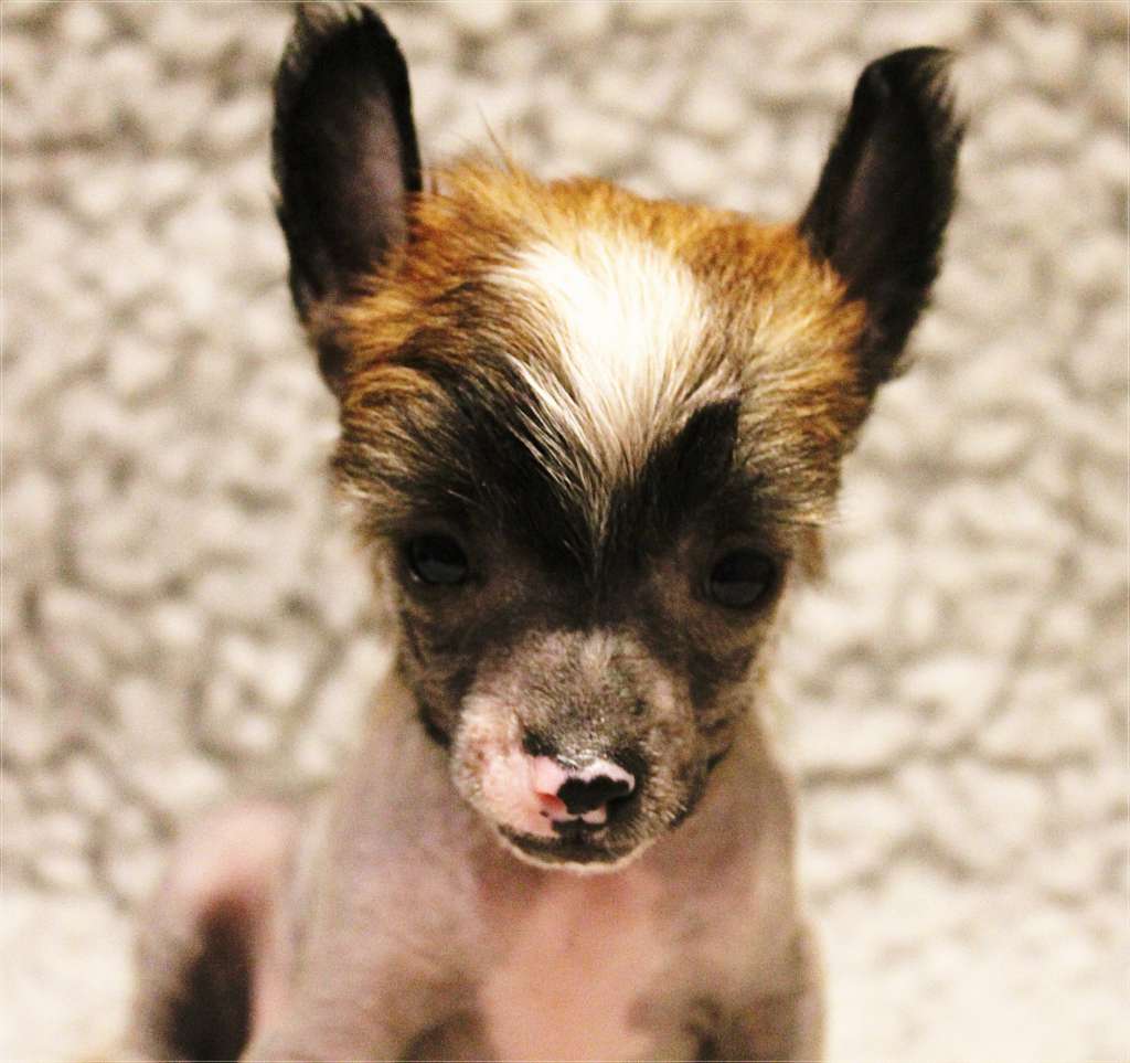 Curlycrest's Sweetest Waste Of Time