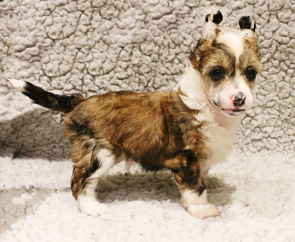 Curlycrest's The Captain