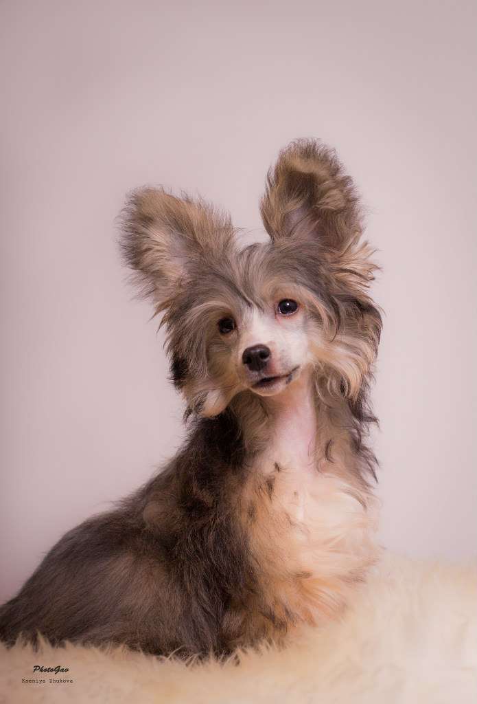 Grand Sunlife Cerra Terry