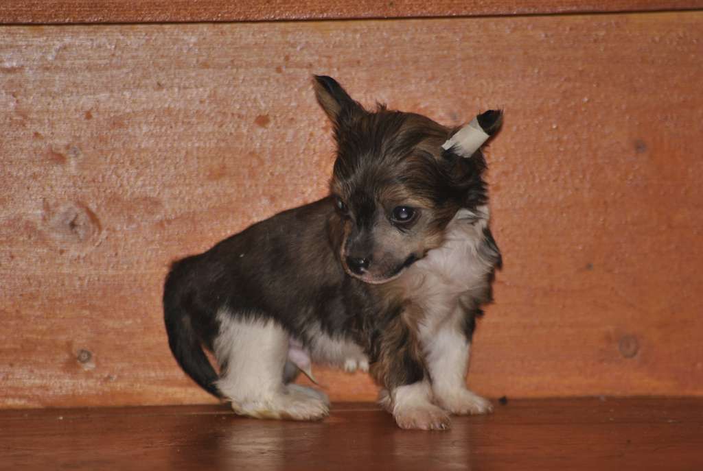 Grand Sunlife Cicikar